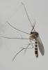 Rymosia fasciata